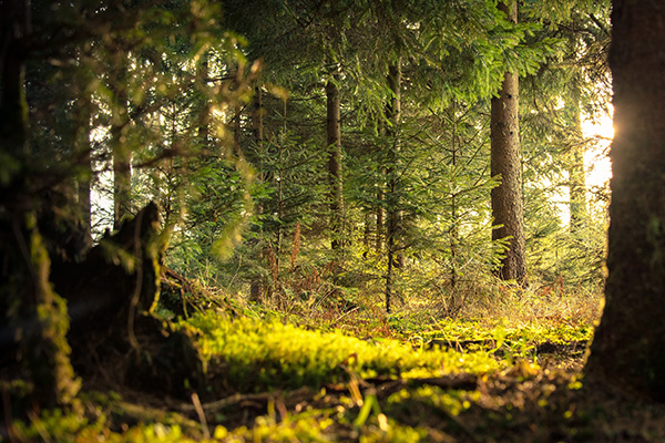 Old Growth Forest